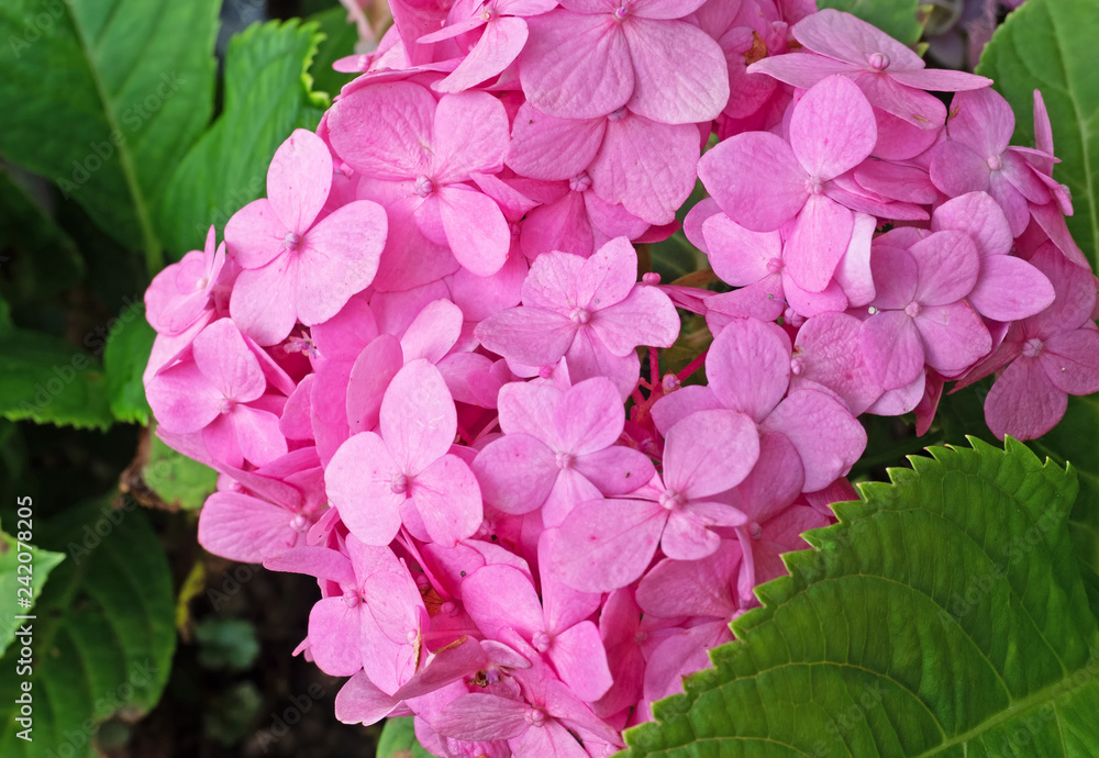 Close up Beautiful Pink Plumbago Flowers with Green Leaves