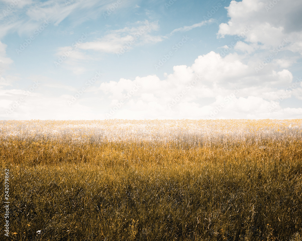 Fototapeta premium autumn fields