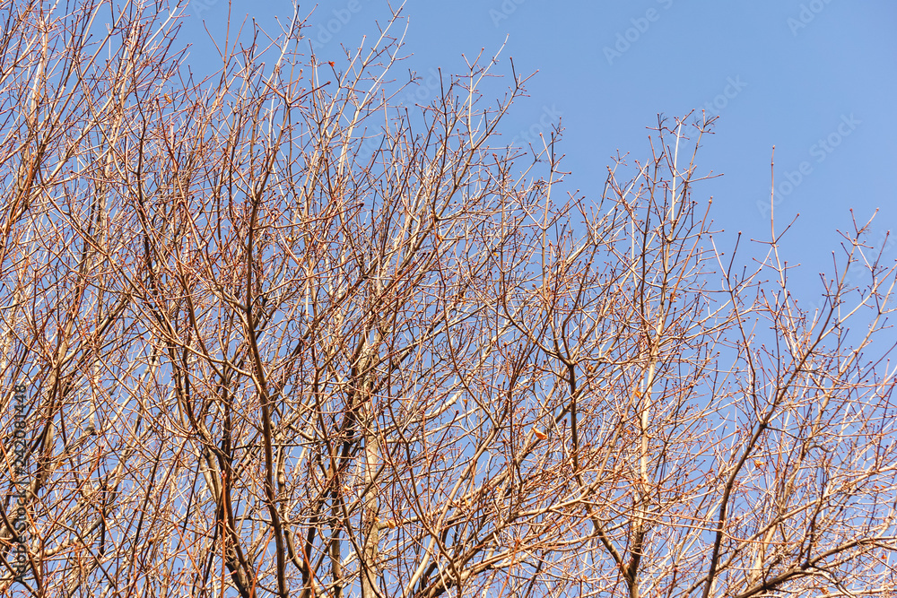 Closeup of bare maple trees in the winter time against blue sky. Hard light. Closeup of bare maple trees in the winter time against blue sky. Hard light.