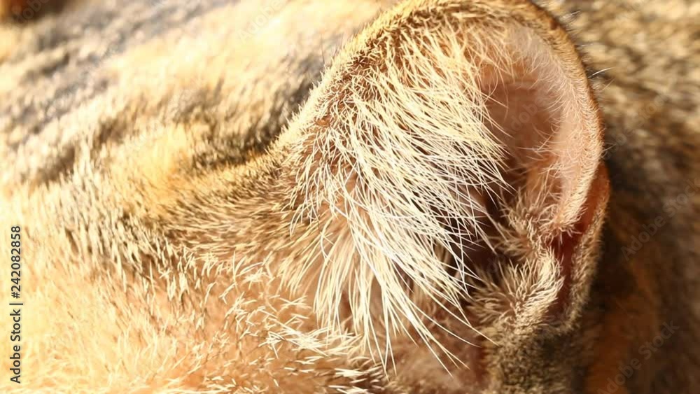 Close up cat face
Close up cat ear when she is sleeping
Close up cat face
Close up cat ear when she is sleeping