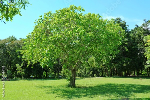 The big tree with green grass in tropical park in the morning of summer time. Park and nature concept.