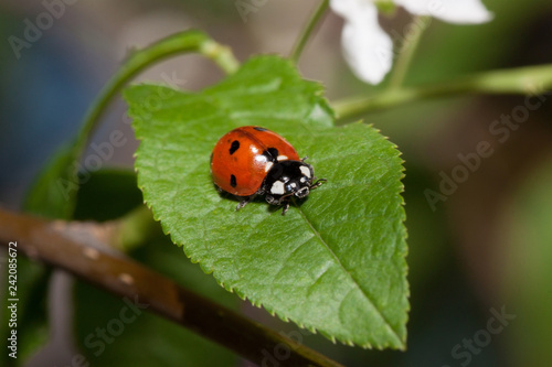 Beautiful ladybug is sitting on a green leaf of blooming bird cherry.