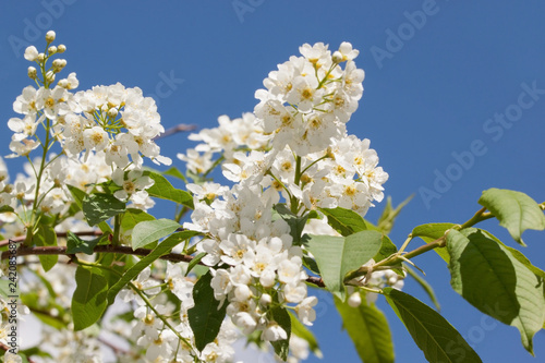 Twig of beautiful blossoming bird cherry and the blue sky. Prunus padus.