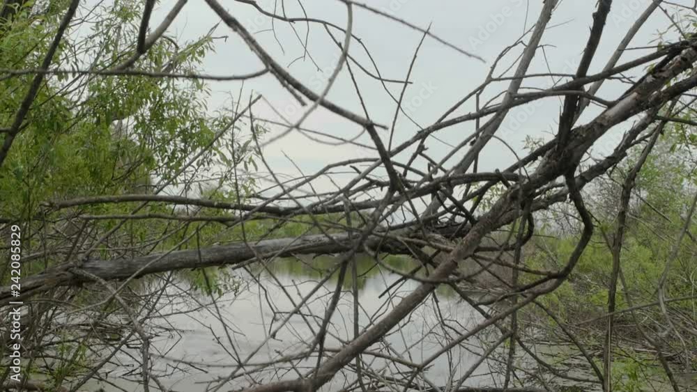 Dry dead branches on the lake. The camera rises to the reflection in the river. Dry dead branches on the lake. The camera rises to the reflection in the river.