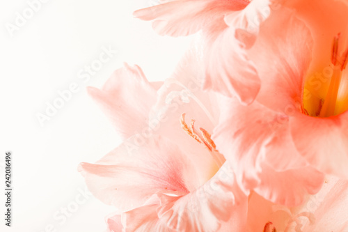 gladiolus flowers isolated on white background - Image. © Maksim Shebeko