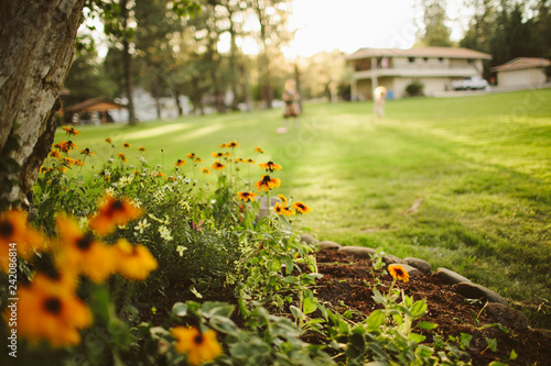 sunflowers closeup against a large grass field with a house in background
