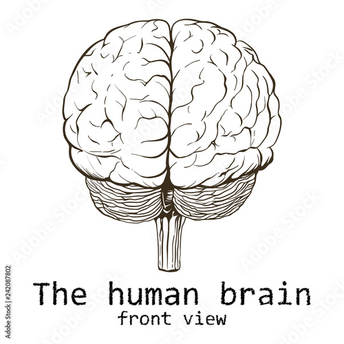 Human brain painted on a white background