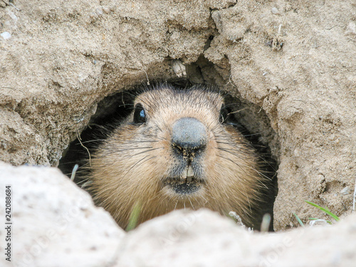 Groundhog gently peeps out of mink, Baikonur, Kazakhstan photo