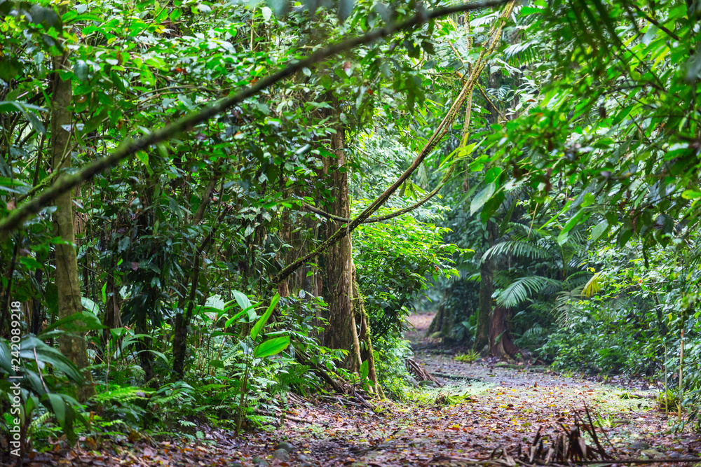 Obraz premium Dżungla