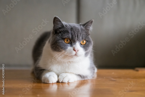 Cute British short-haired cat, indoor shooting