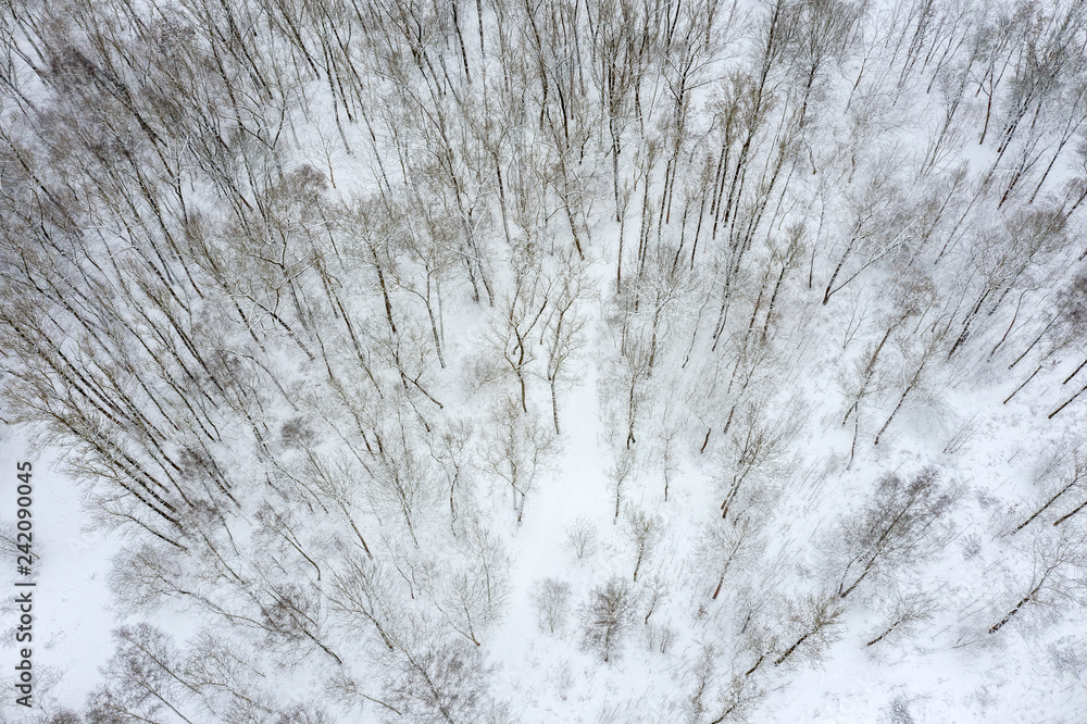 Fototapeta premium aerial view of winter forest. beech trees covered with snow after blizzard