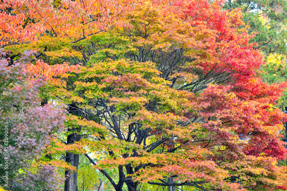 Autumn Landscape of Seoul National Cemetery in Seoul, South Korea Autumn Landscape of Seoul National Cemetery in Seoul, South Korea