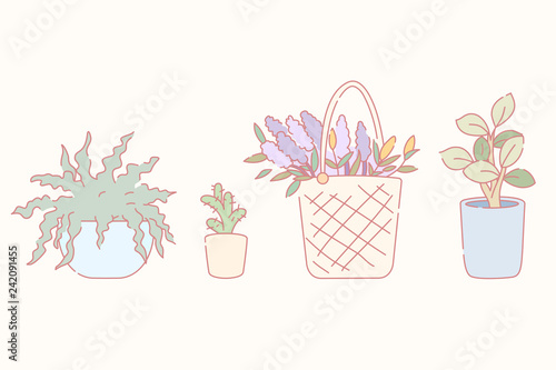 Set of plants in containers
