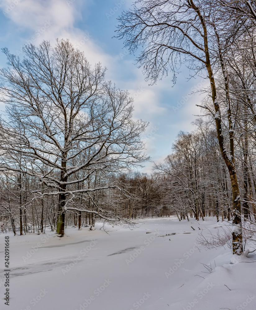 Sunny winter day in the forest Park. Everywhere lies bushy white snow. Sunny winter day in the forest Park. Everywhere lies bushy white snow.