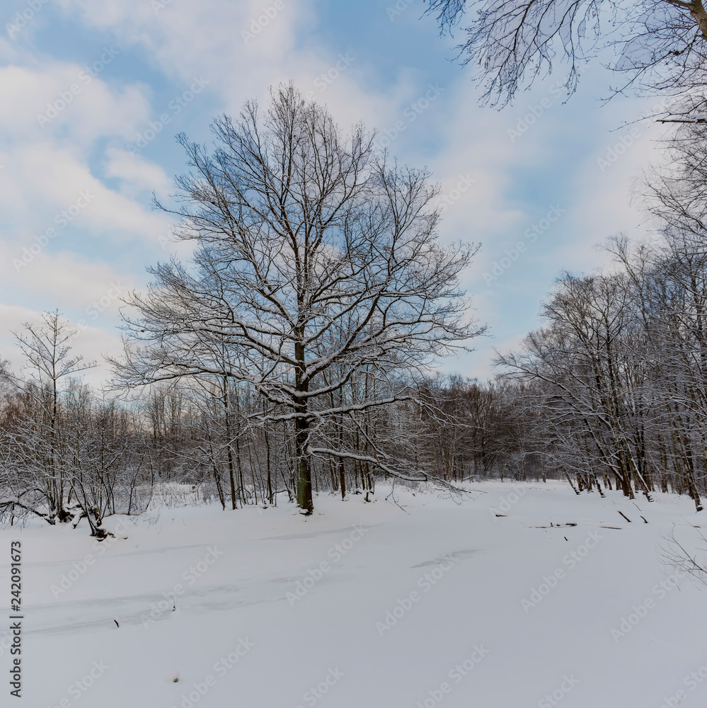 Sunny winter day in the forest Park. Everywhere lies bushy white snow. Sunny winter day in the forest Park. Everywhere lies bushy white snow.