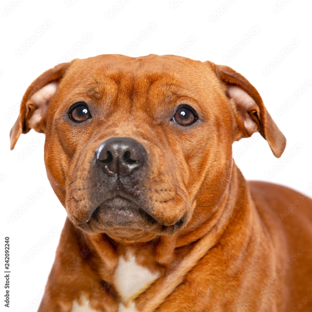 English Staffordshire Bull Terrier Dog  Isolated  on white Background in studio