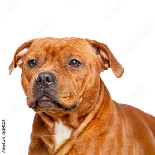 English Staffordshire Bull Terrier Dog  Isolated  on white Background in studio