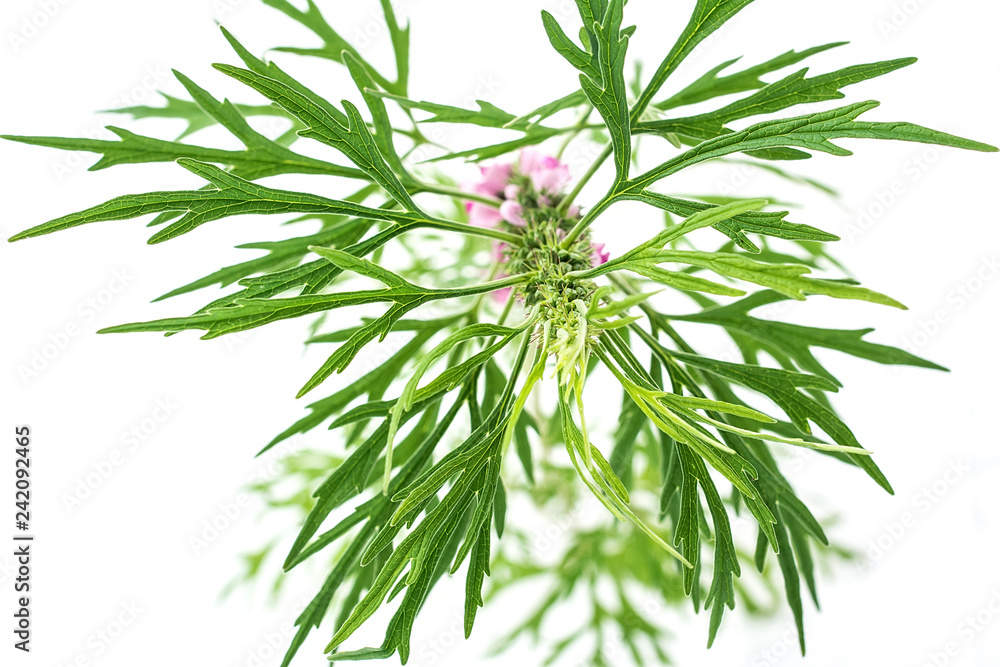 Fresh motherwort on white background Fresh motherwort on white background