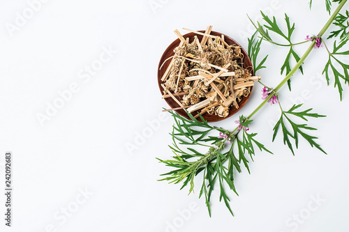 Fresh motherwort and dried motherwort photo