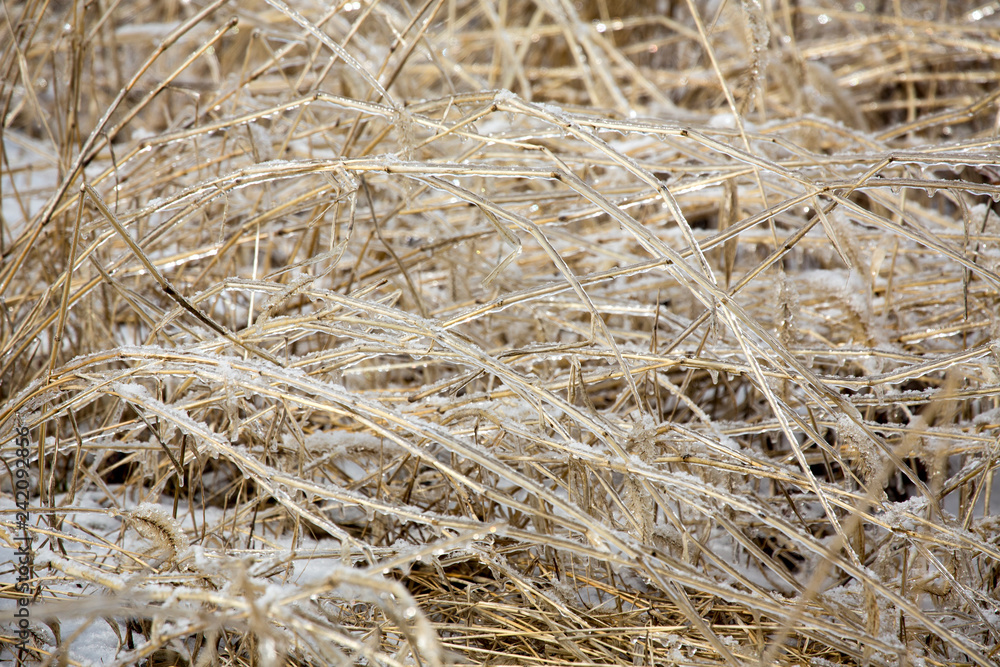 Plants in a meadow coated with ice, East Windsor, Connecticut. Plants in a meadow coated with ice, East Windsor, Connecticut.