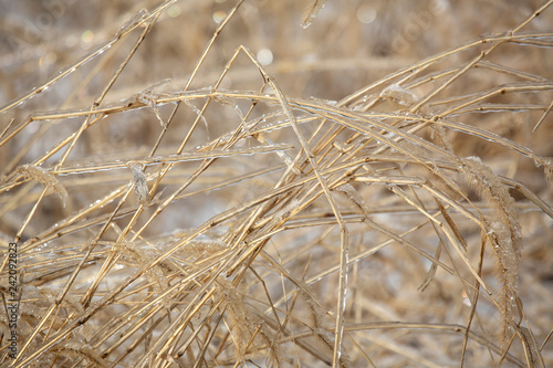 Plants in a meadow coated with ice, East Windsor, Connecticut. © duke2015