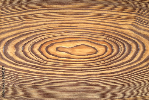 Wallpaper Mural Wooden growth rings texture or background Torontodigital.ca