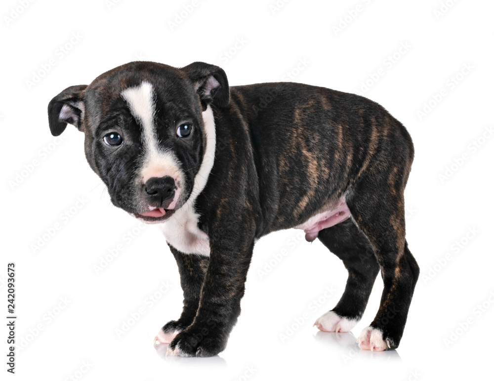 puppy staffordshire bull terrier puppy staffordshire bull terrier