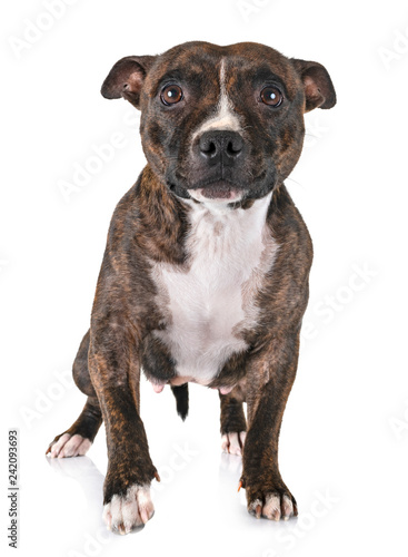 staffordshire bull terrier