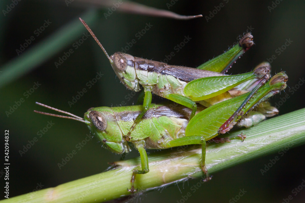 grasshoppers mating on green stick grasshoppers mating on green stick