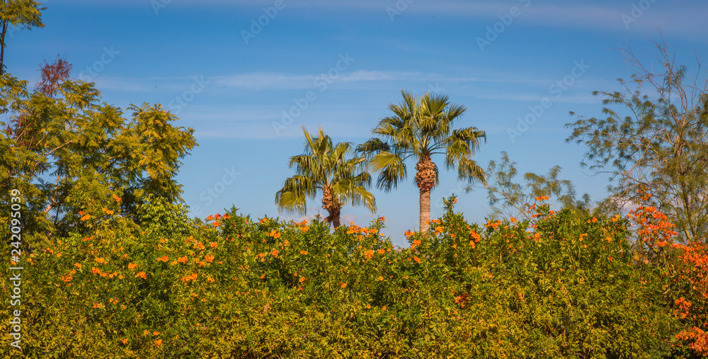 Palm trees adorn most city blocks in Phoenix and Scottsdale, Arizona. Popular in landscaping and add to the tourist attraction of these beautiful, clean cities with great city deserts to explore Palm trees adorn most city blocks in Phoenix and Scottsdale, Arizona. Popular in landscaping and add to the tourist attraction of these beautiful, clean cities with great city deserts to explore