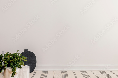 White empty wall, black vase and green plant on wooden table in spacious interior, real photo with copy space