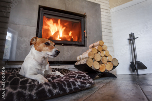 Jack russel terrier sleeping on a white rug near the burning fireplace. Resting dog. Hygge concept