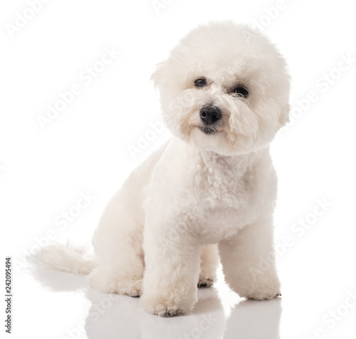 Bichon Frise puppy. Bichon is isolated on a white background. White dog. Bichon after grooming