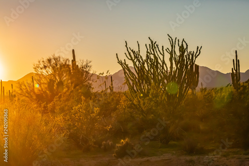 Fotografija The Saguaro cactus is a true symbol of the American west and its desert landscape