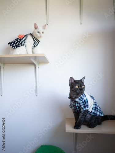 Cats in  cloth on different wall sheft photo