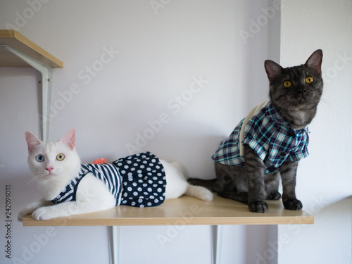 2 cat in dress cloth sit on wooden wall sheft photo