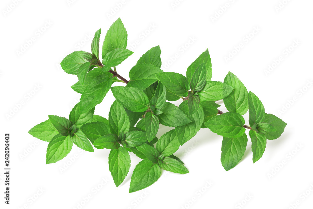 Fresh mint Fresh mint