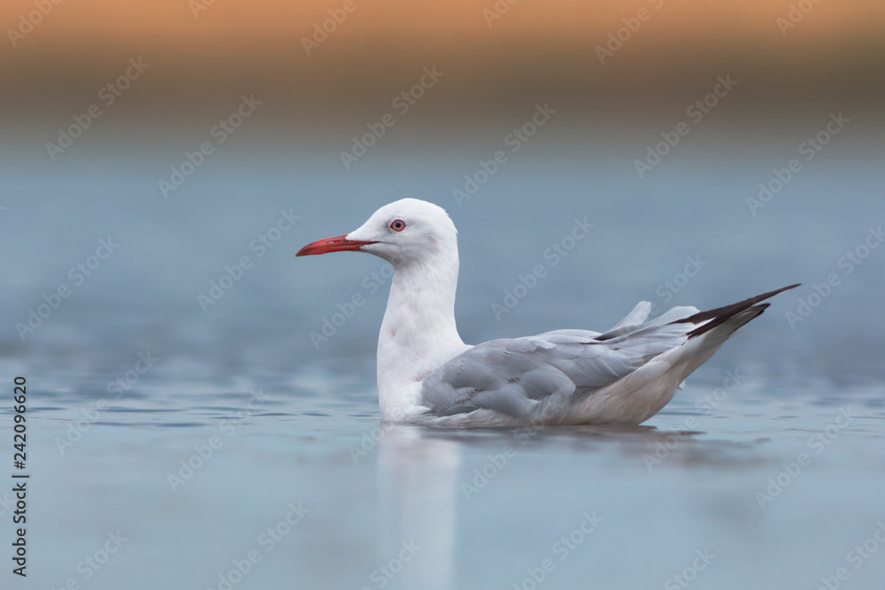 Naklejka premium Slender-billed gull