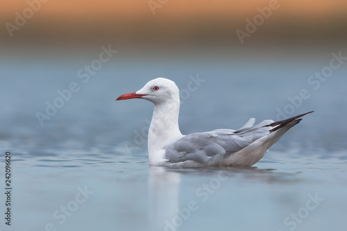 Slender-billed gull © Sergey Ryzhkov