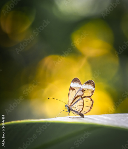 Glass wing butterfly