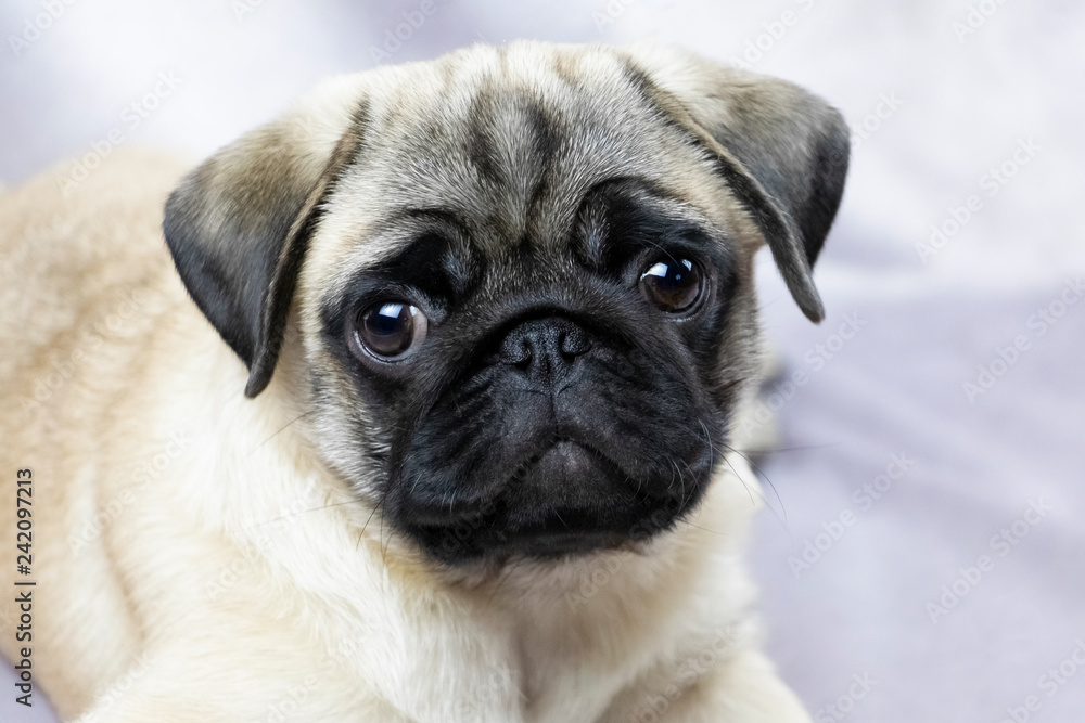 Pug puppy attentively looks at you, portrait