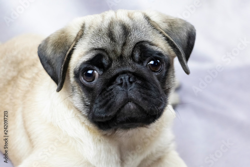 Pug puppy attentively looks at you, portrait © Ирина Столярова