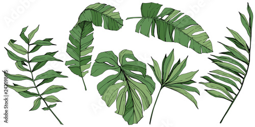 Vector Exotic tropical hawaiian summer. Green engraved ink art. Isolated leaf illustration element.