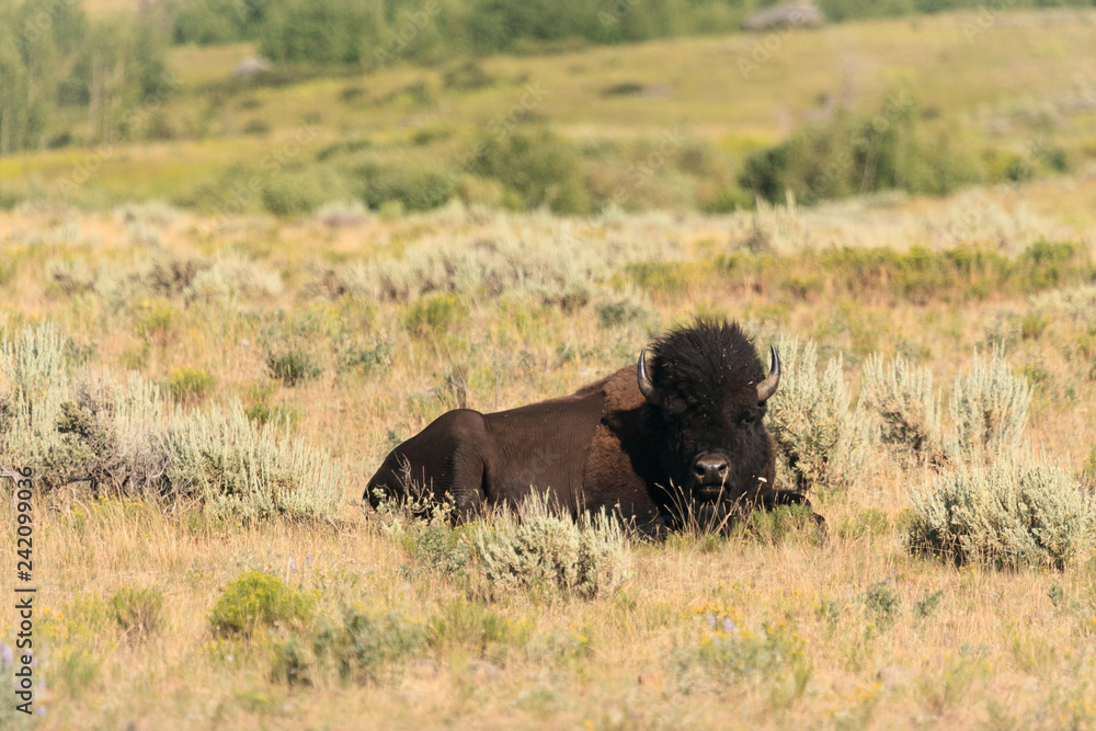 A buffalo