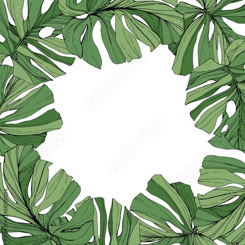 Vector Green leaf plant botanical foliage. Engraved ink art. Palm beach tree leaves. Frame border ornament square.