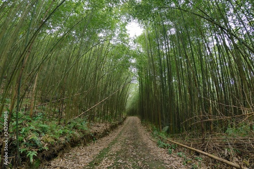 Bamboo Forest in Miaoli Tai'an Township, Taiwan