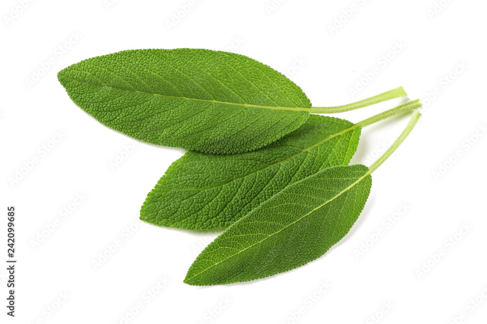 Obraz premium Sage leaves
