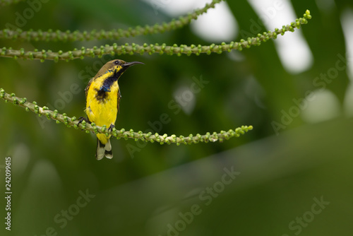 Bird and palm fruit in nature..Juvenile yellow bird olive backed sunbird perching on palm fruit with blurred green background. photo