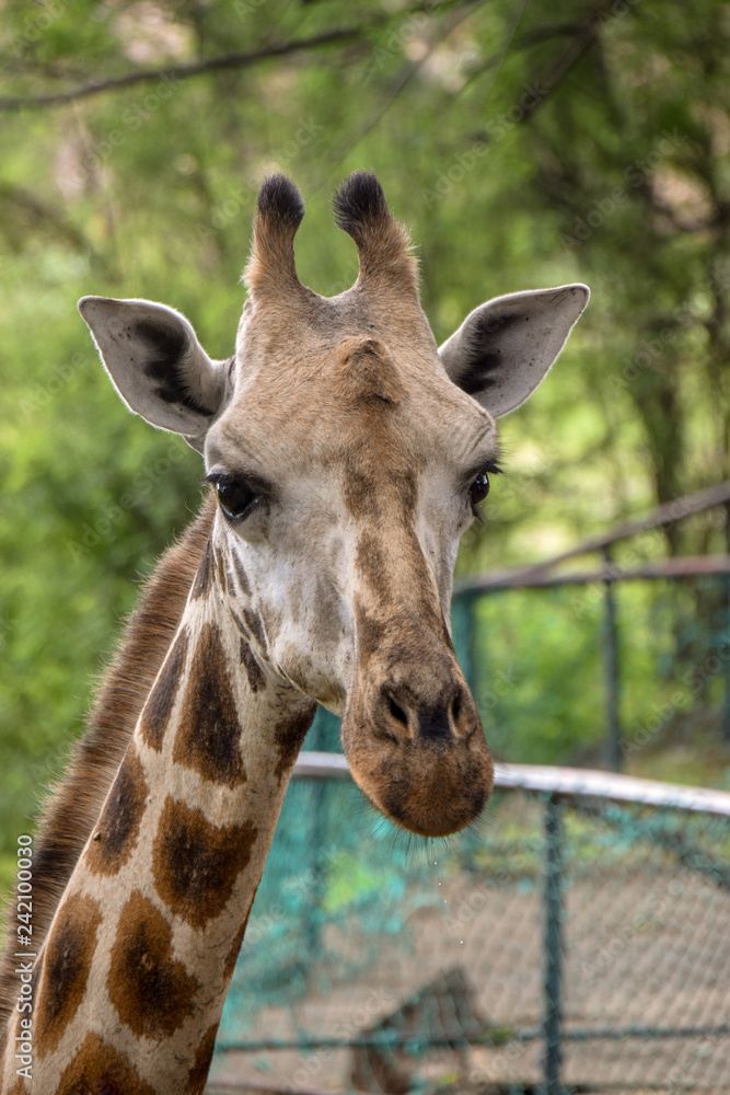Giraffe in Tsavo East National Park Kenya, Savanne, Wüste, Afrika, Herde, Portait Giraffe in Tsavo East National Park Kenya, Savanne, Wüste, Afrika, Herde, Portait