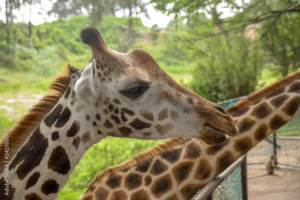 Giraffe in Tsavo East National Park Kenya, Savanne, Wüste, Afrika, Herde, Essen Giraffe in Tsavo East National Park Kenya, Savanne, Wüste, Afrika, Herde, Essen